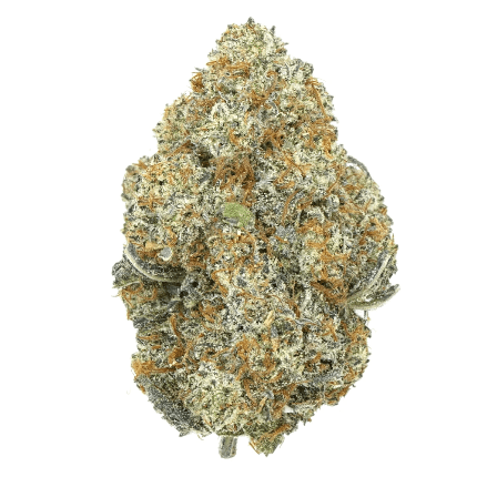 cn10 Black Truffle
