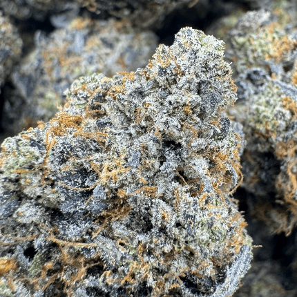 cn29 Pine Tar Kush