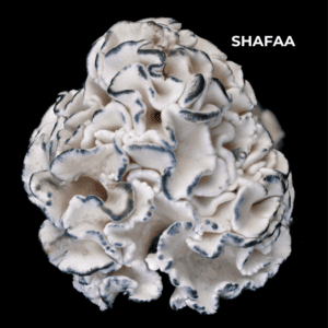 Dried Mushrooms