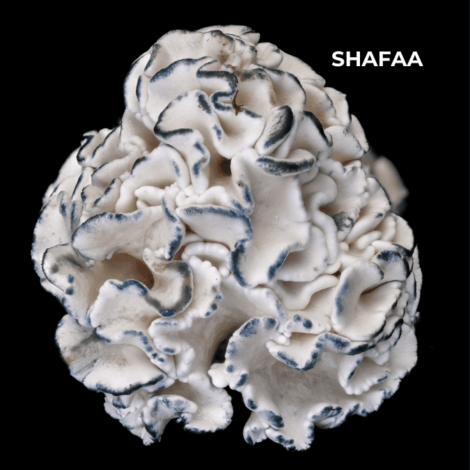 drm11 Dried Mushrooms
