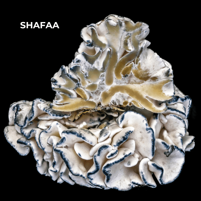 drm13 Dried Mushrooms
