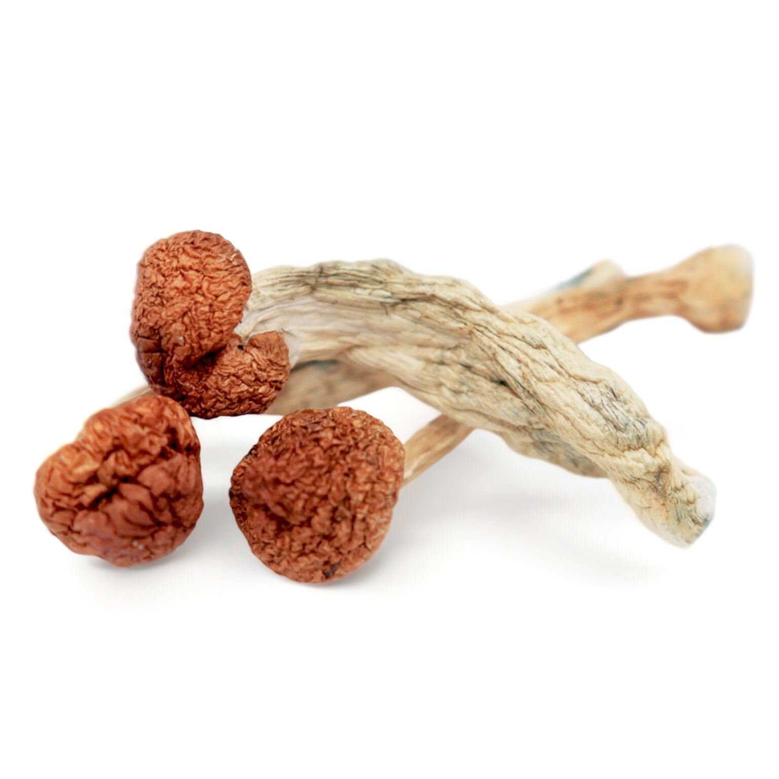 mr1 Cambodian Magic Mushrooms