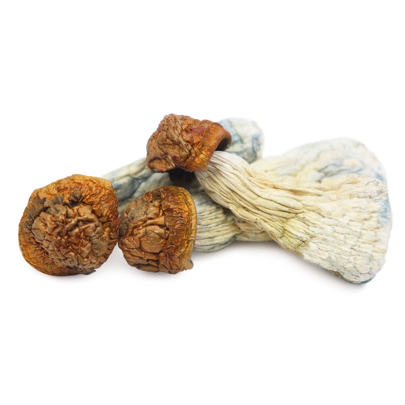 mr3 Gold Member Magic Mushrooms
