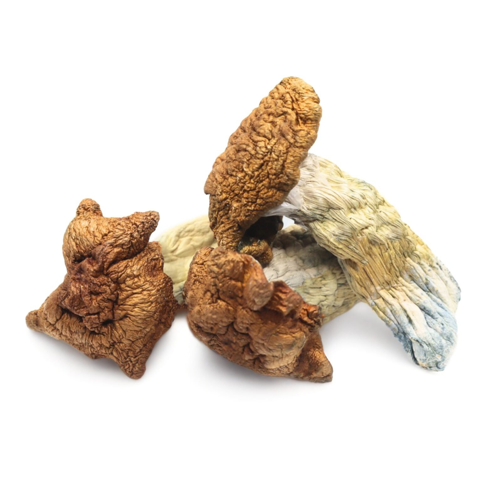mr5 King Kong Magic Mushrooms