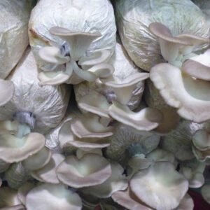 Dried Oyster Mushroom