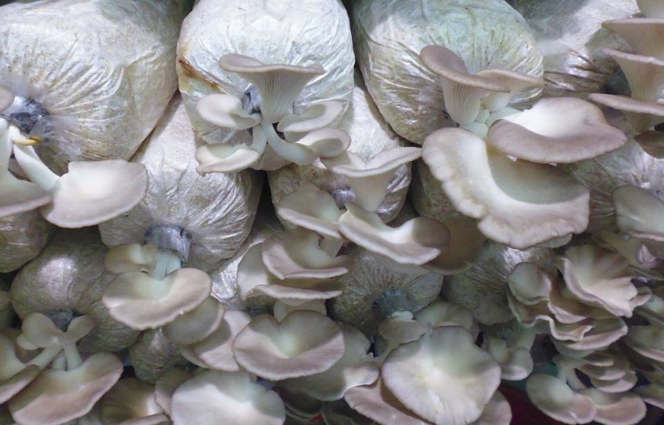 DRIED MUSHROOM (1) Dried Oyster Mushroom