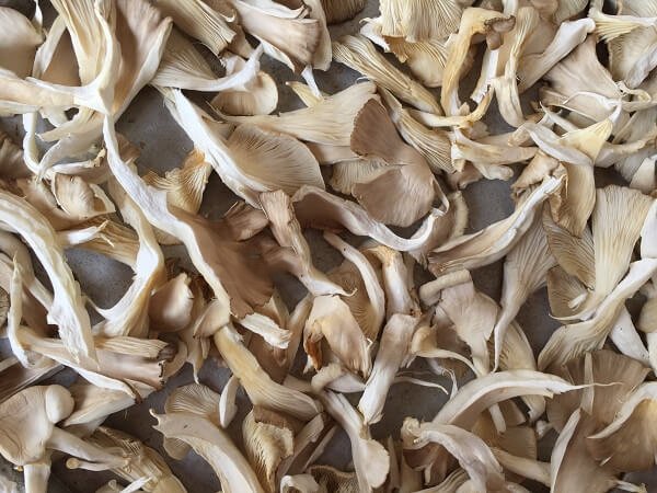 cách phơi khô nấm bào ngư Dried Oyster Mushroom