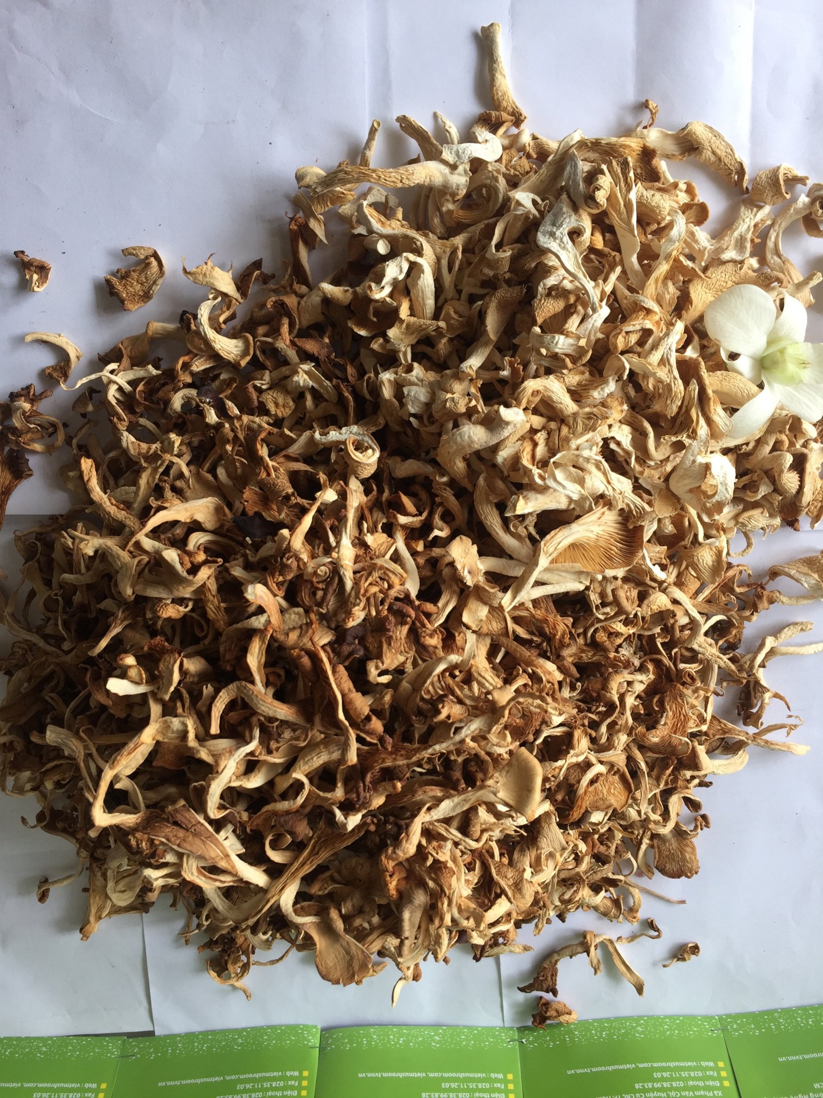 DRIED MUSHROOM (6) Dried Oyster Mushroom