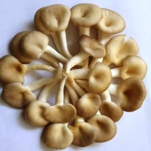 Dried Oyster Mushroom