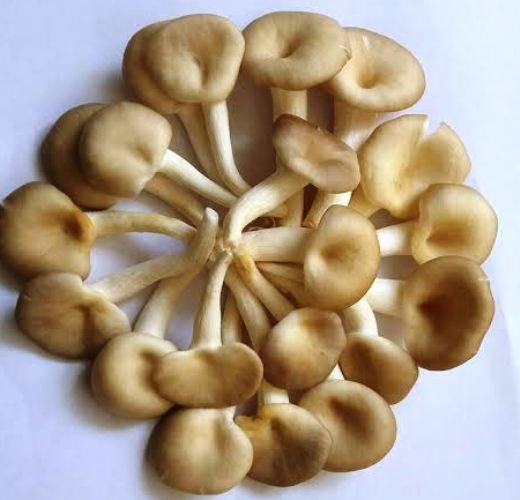 DRIED MUSHROOM (8) Dried Oyster Mushroom